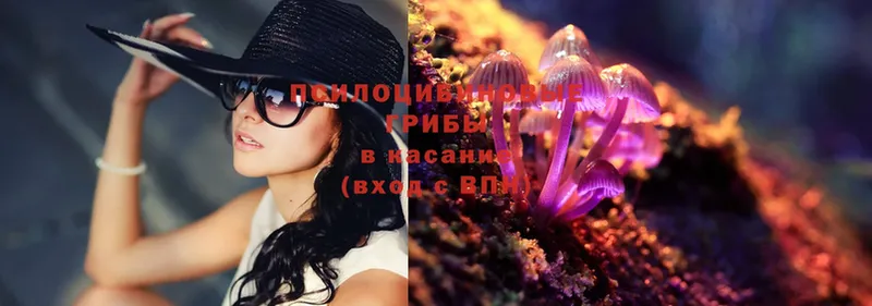 Галлюциногенные грибы Psilocybe  Грозный 